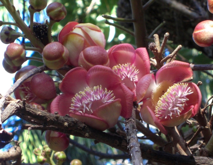 Couroupita guianensis