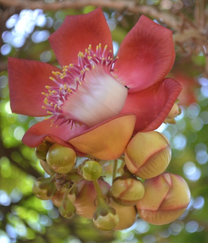 Курупита гвианская (лат. couroupita guianensis)