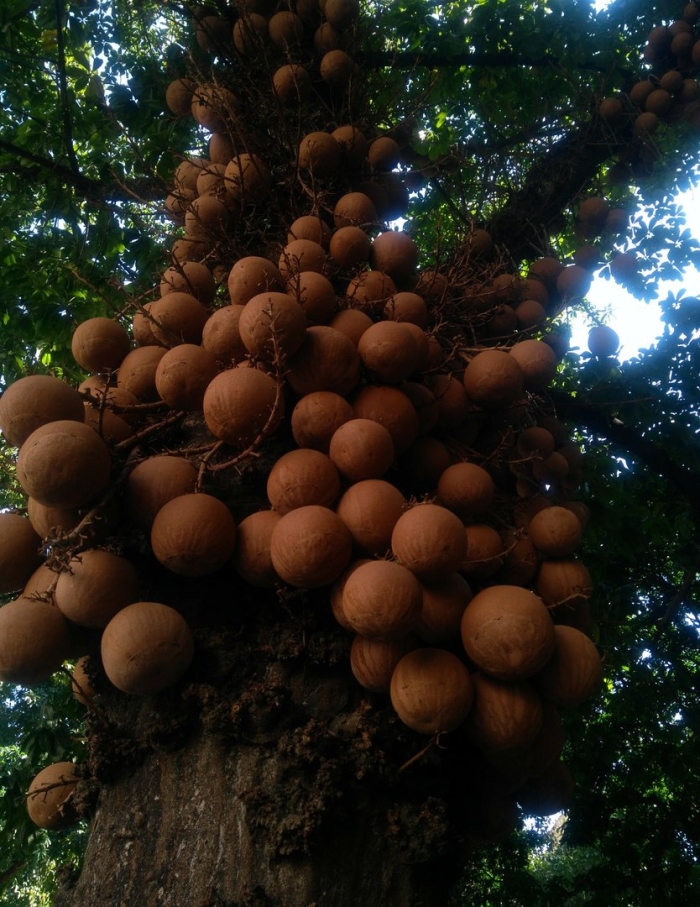 Курупита гвианская пушечное дерево