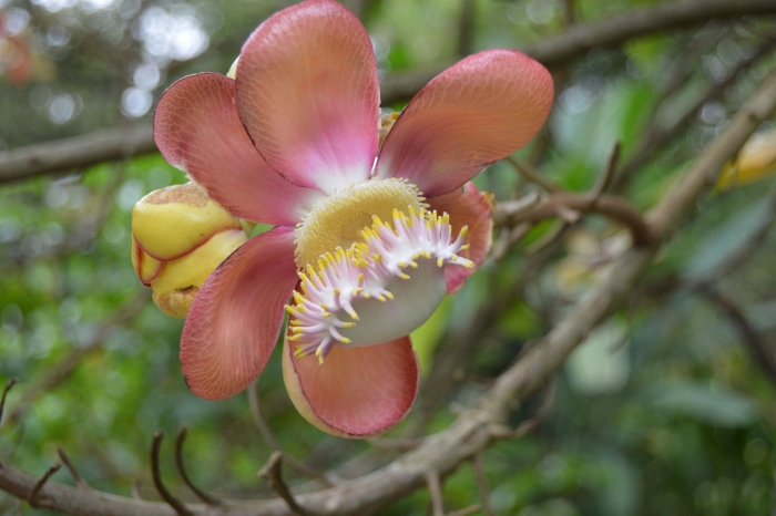Couroupita guianensis