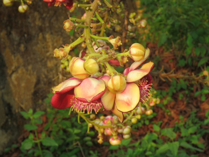 Курупита гвианская дерево