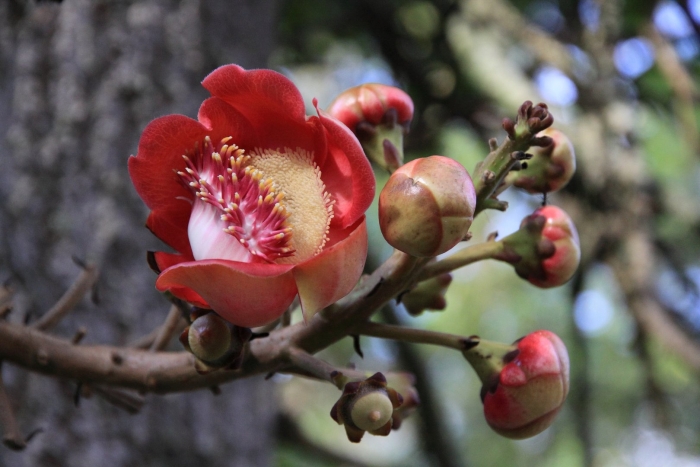 Couroupita guianensis