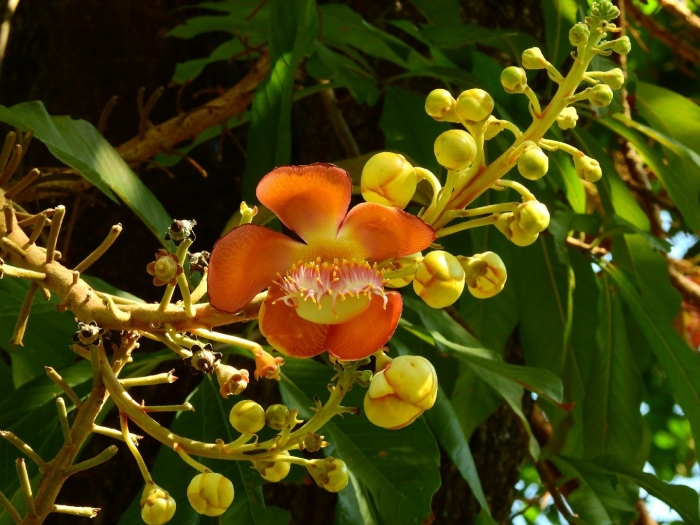 Couroupita guianensis