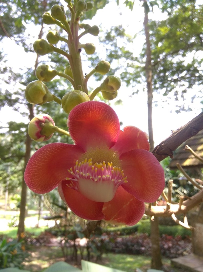 Couroupita guianensis