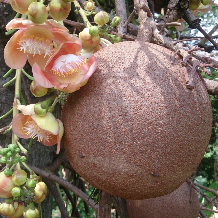 Cannonball tree