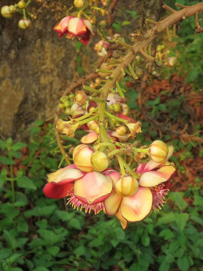 Couroupita guianensis