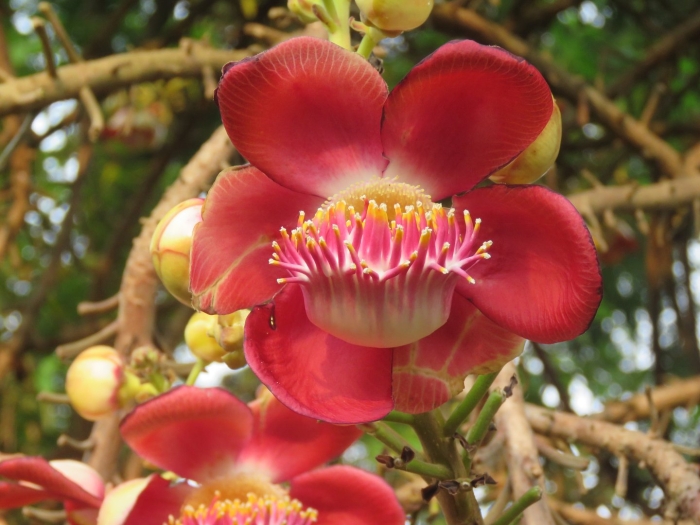Couroupita guianensis