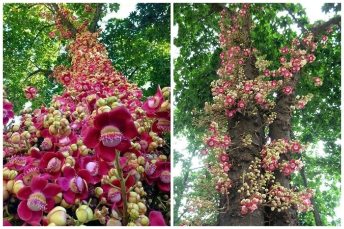 Couroupita guianensis