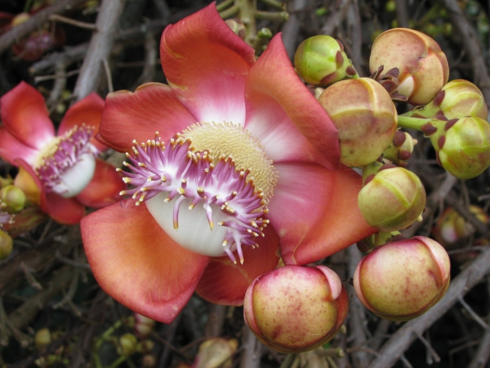 Couroupita guianensis