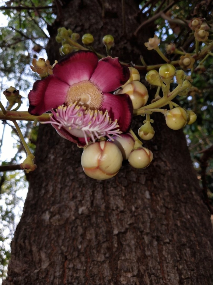 Красивое растение