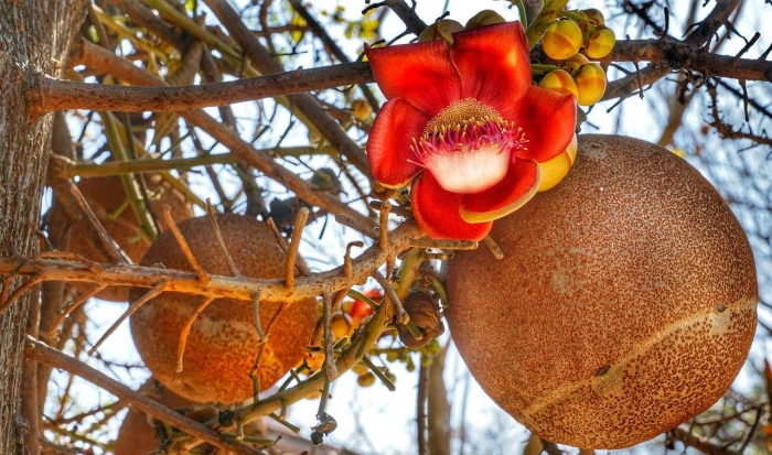 Couroupita guianensis