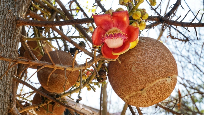 Тропические деревья