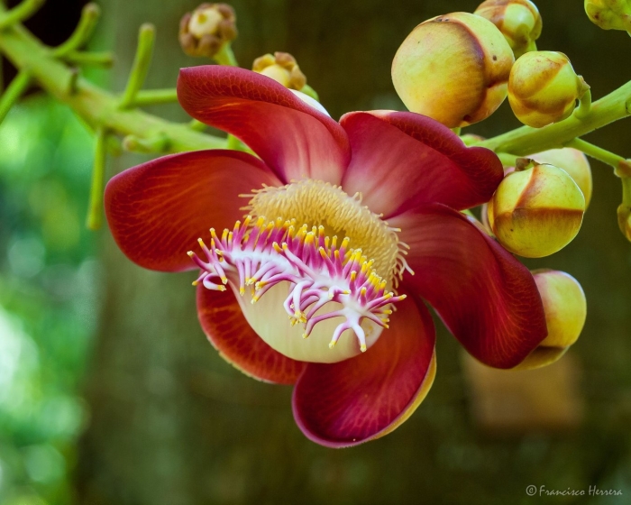 Couroupita guianensis