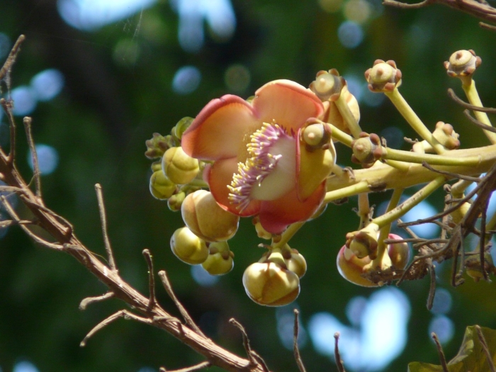 Couroupita guianensis