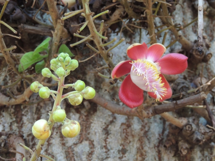 Couroupita guianensis