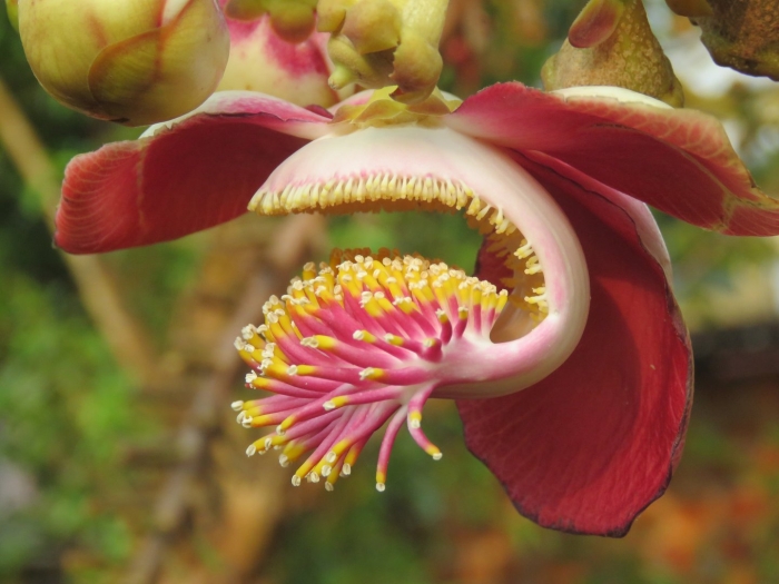Couroupita guianensis