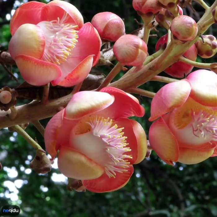 Цветок экзотический