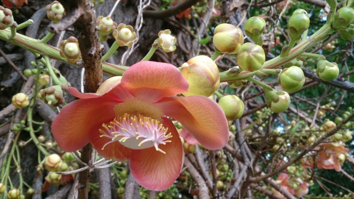 Растения индии