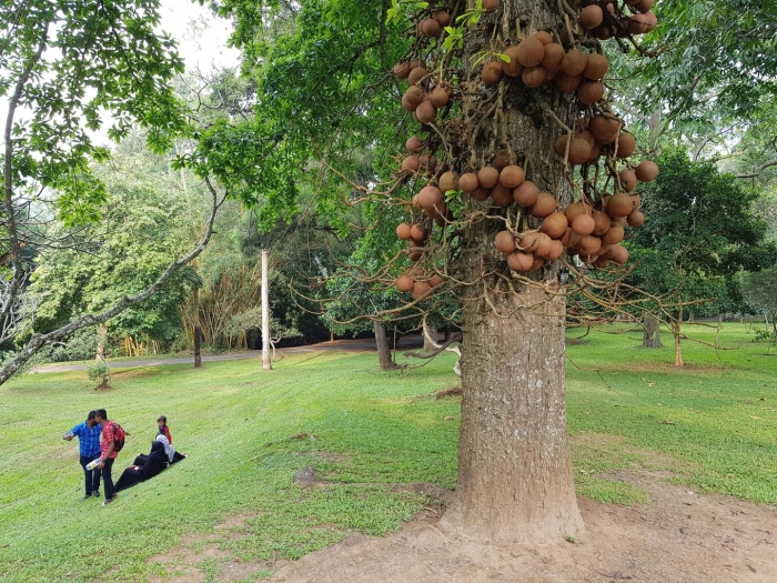Бразильский орех дерево