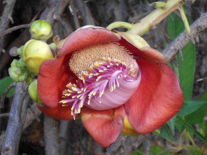 Couroupita guianensis