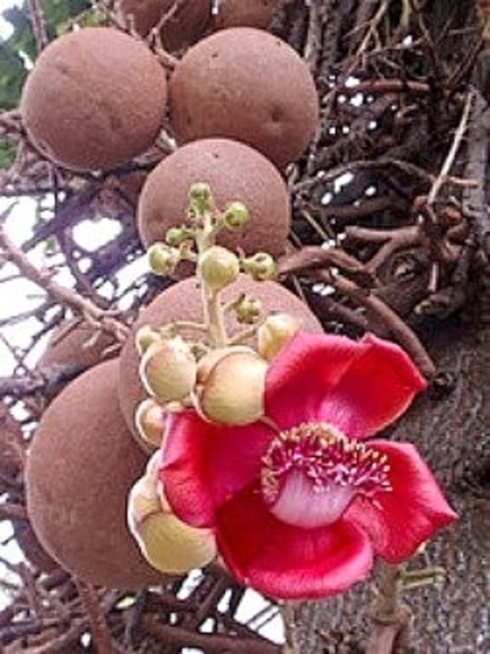 Couroupita guianensis
