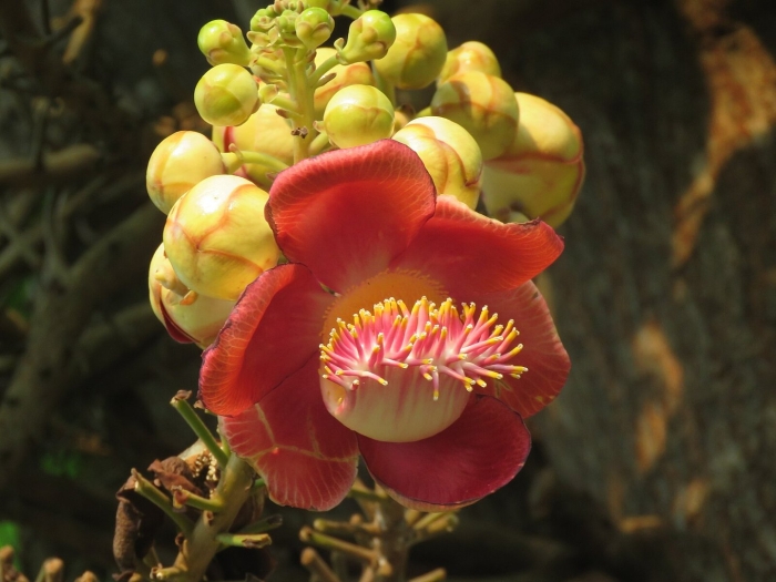 Couroupita guianensis