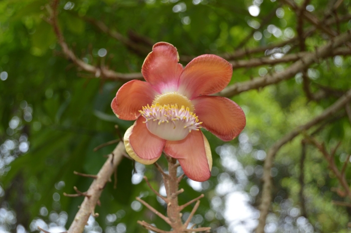 Ботанический сад хакгала шри-ланка