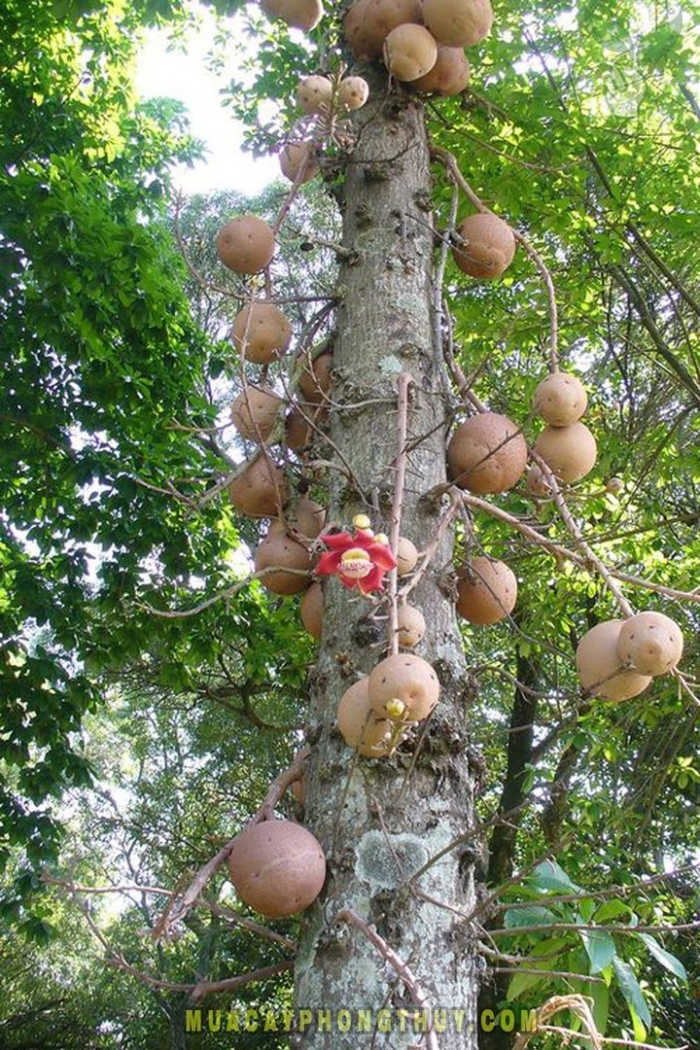 Курупита гвианская дерево