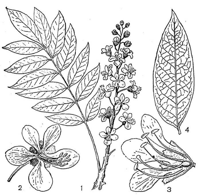 Ailanthus triphysa