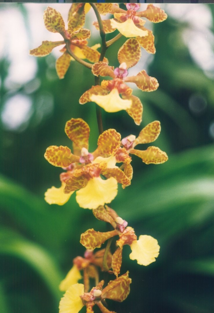 Trichocentrum lanceanum