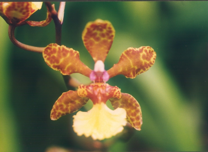 Trichocentrum lanceanum