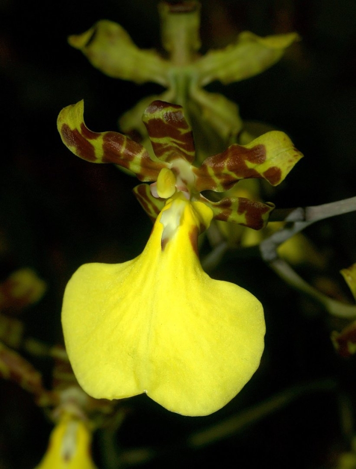 Trichocentrum splendidum