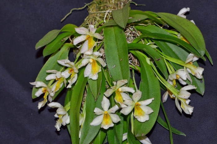 Орхидея dendrobium farmeri