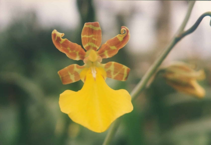 Oncidium sphacelatum