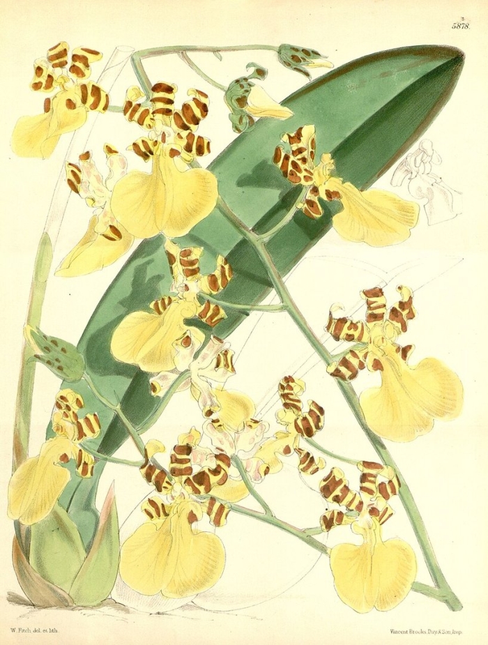 Oncidium tigrinum