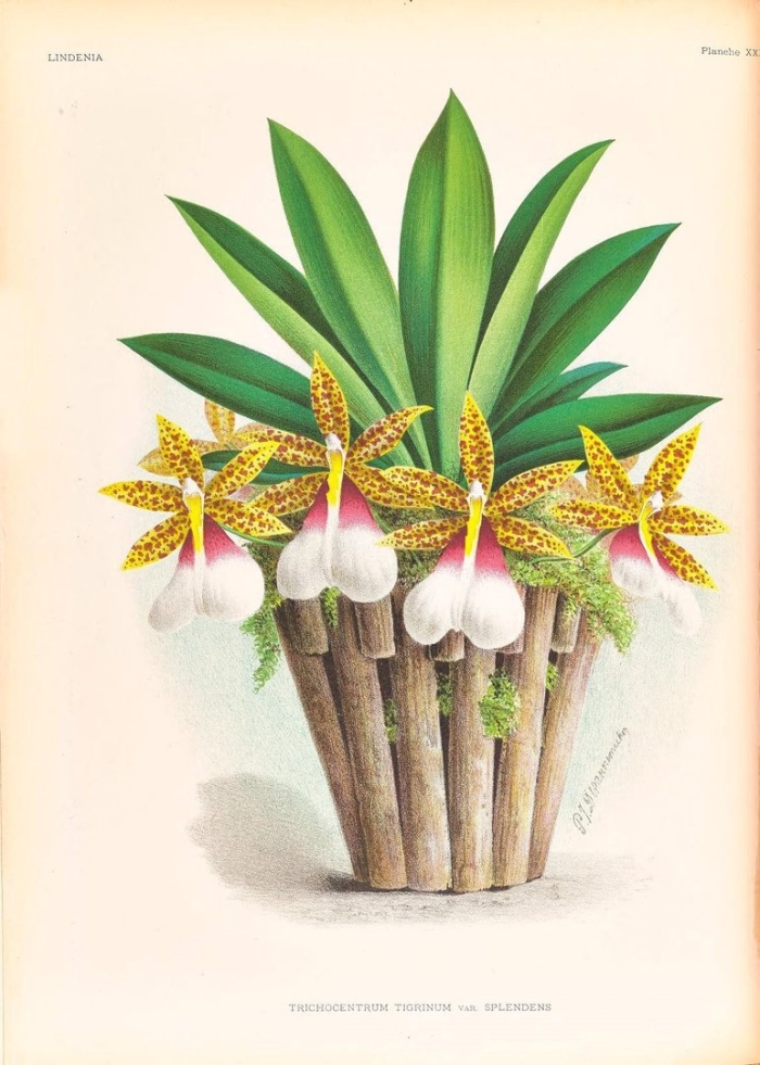 Lindenia iconographie des orchidées