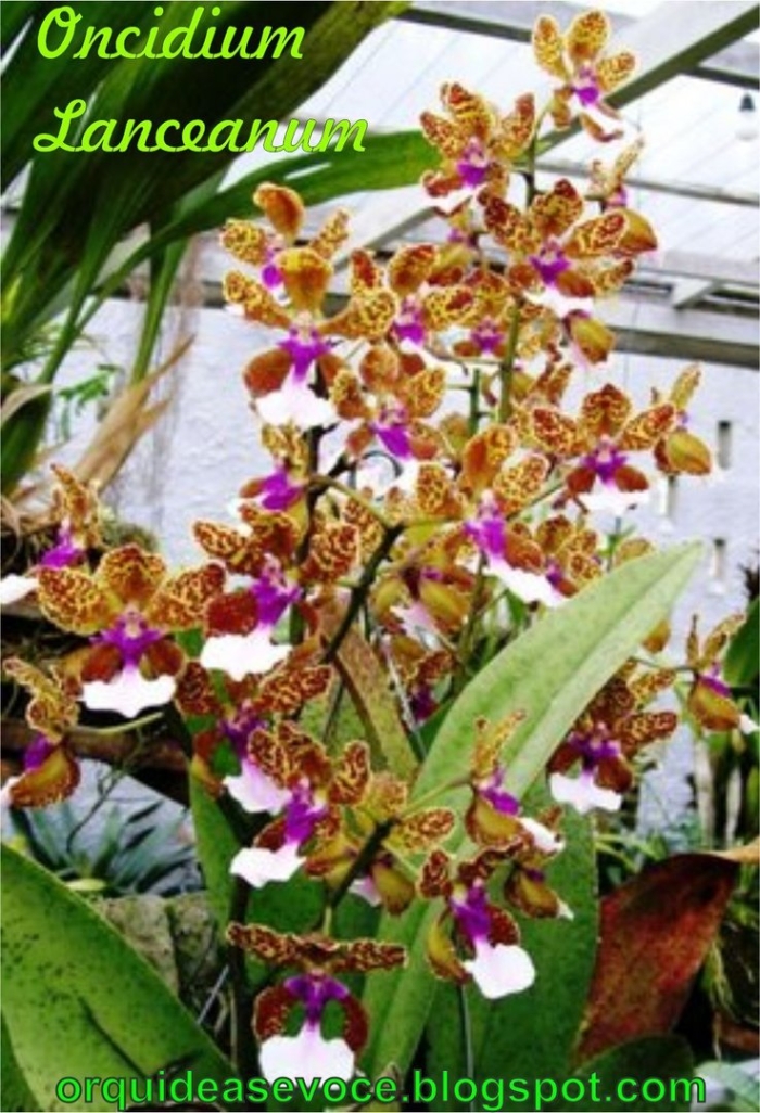 Онцидиум гибридный