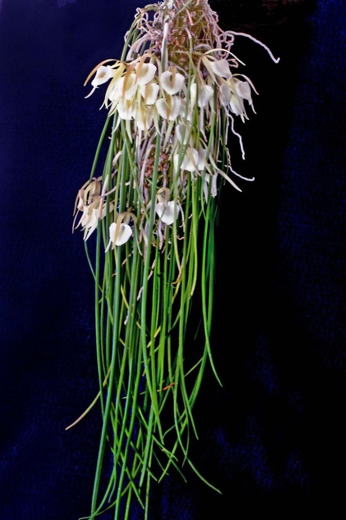 Brassavola acaulis