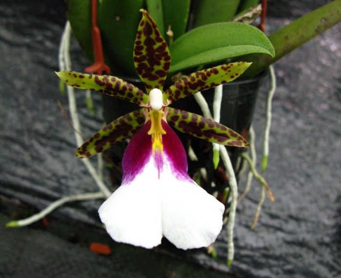 Miltonia flavescens