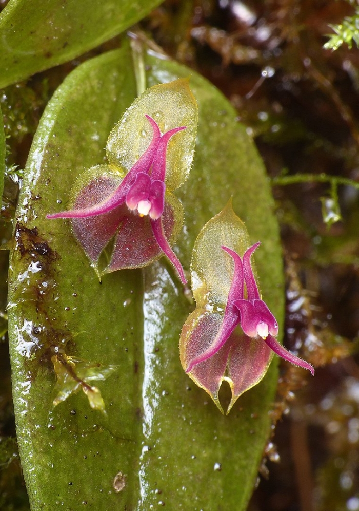 Lepanthes meniscophora