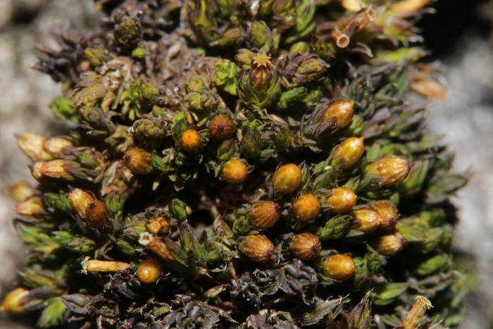 Orthotrichum pallens