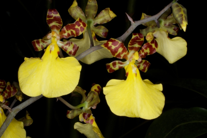 Онцидиум тигровый (oncidium tigrinum)