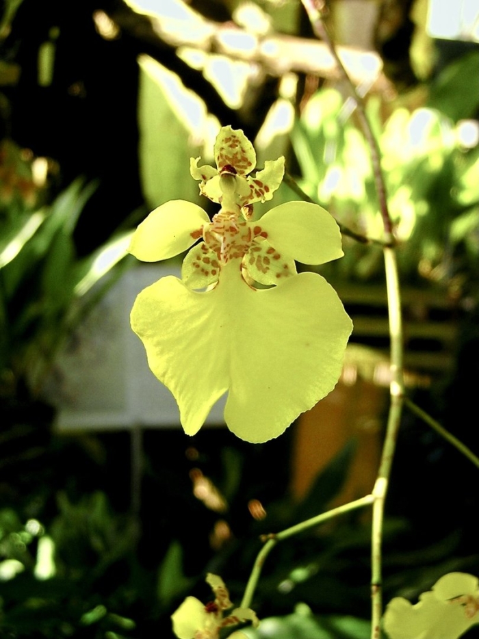 Trichocentrum candidum