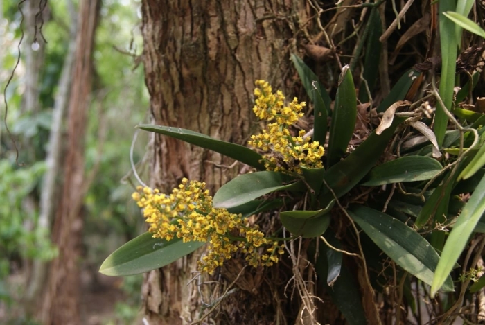 Trichocentrum pumilum