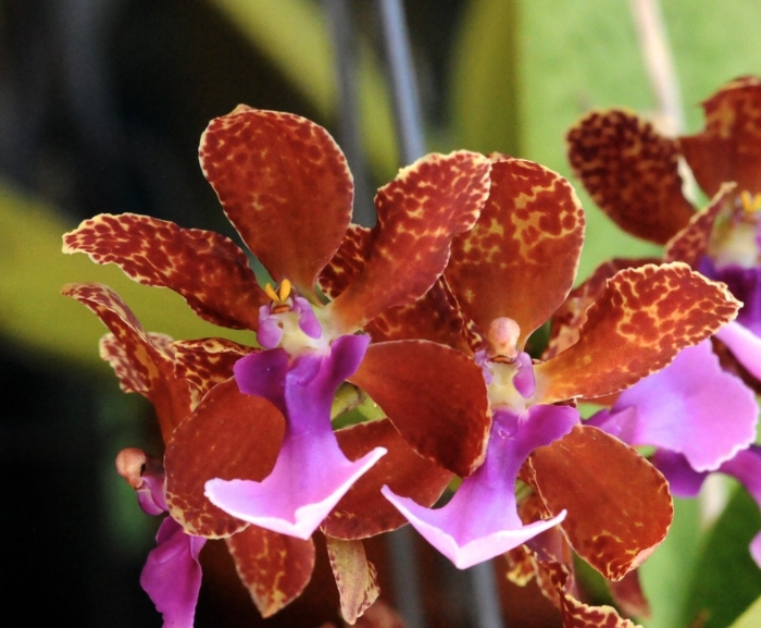 Oncidium lanceanum