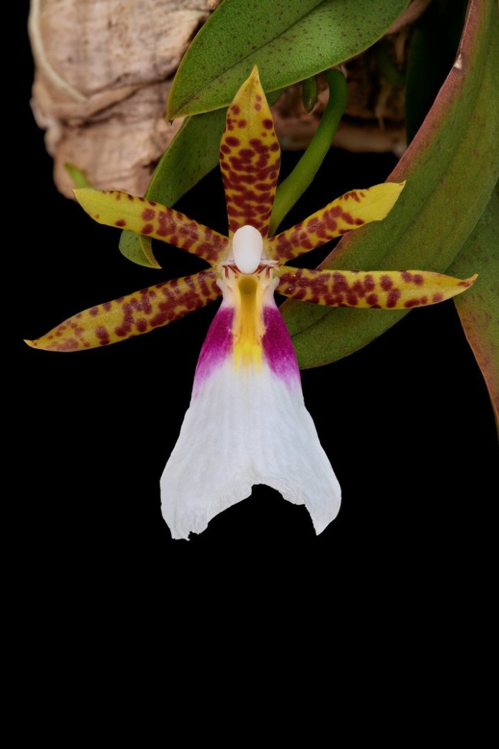 Trichocentrum tigrinum