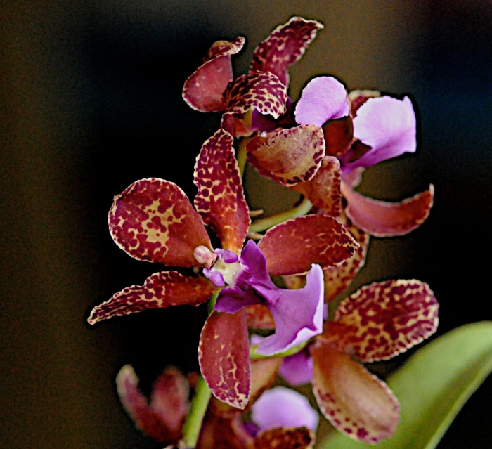 Oncidium stacyi