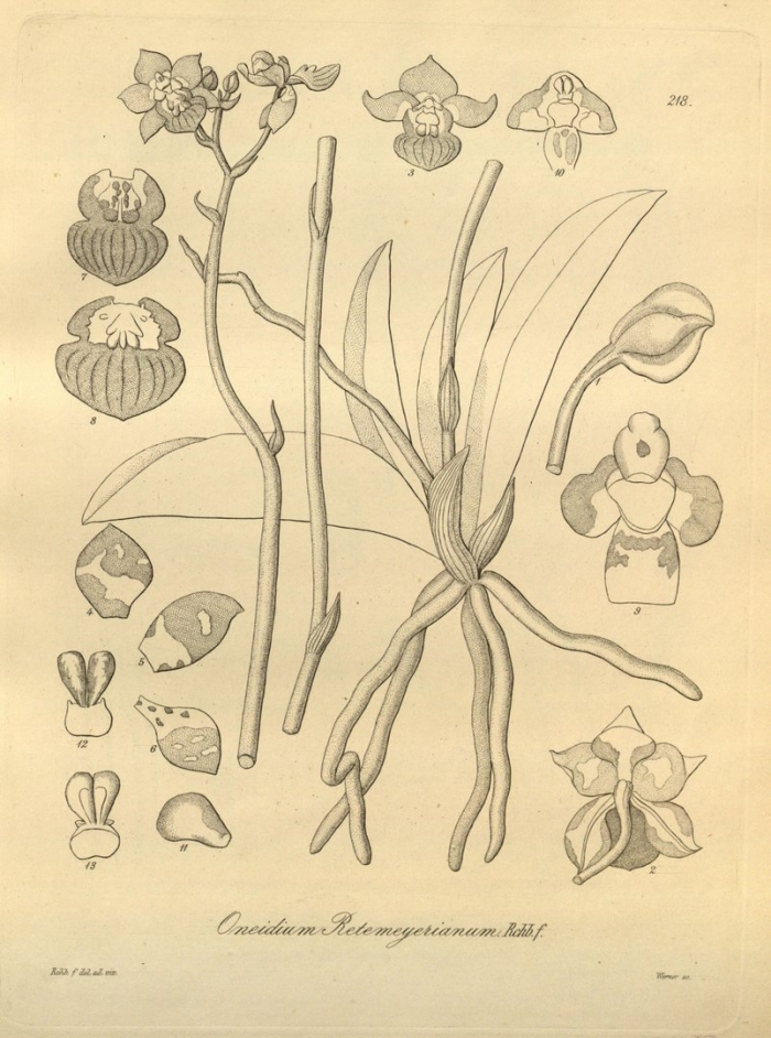 Ботаническая иллюстрация