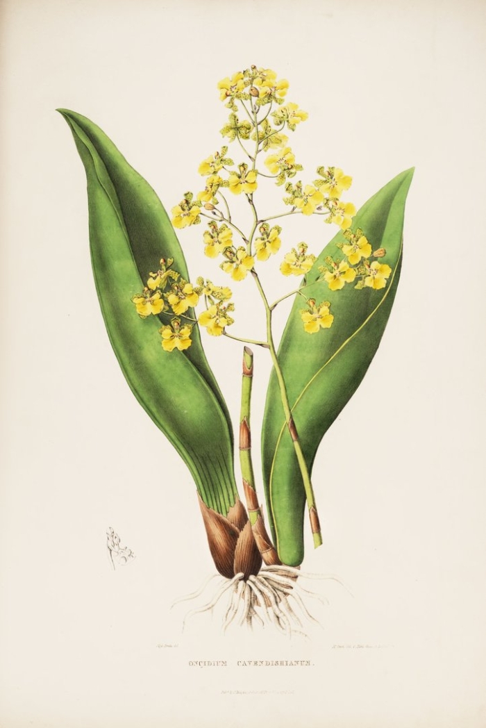 Oncidium stramineum(trichocentrum stramineum)