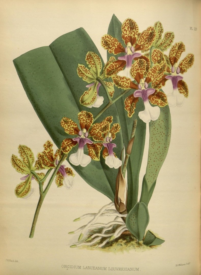 Фаленопсис ботаническая иллюстрация